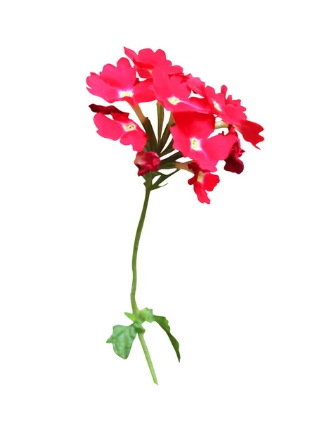 Vacker Rosa Verbena Blomma Isolerad Vit Bakgrund Naturlig Blommig Bakgrund — Stockfoto