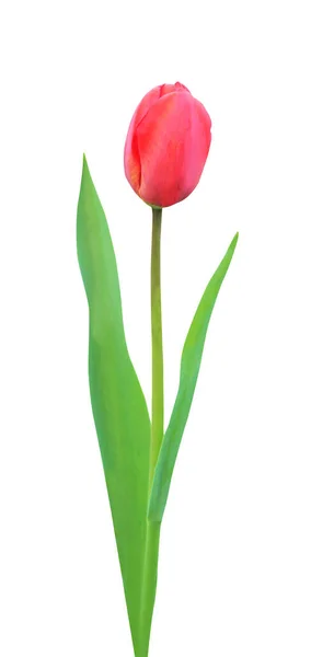 Bellissimo Fiore Tulipano Rosso Isolato Sfondo Bianco Fondo Floreale Naturale — Foto Stock