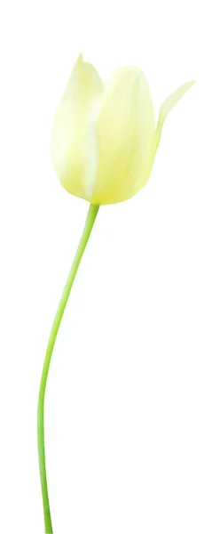 Bellissimo Fiore Tulipano Giallo Isolato Sfondo Bianco Fondo Floreale Naturale — Foto Stock