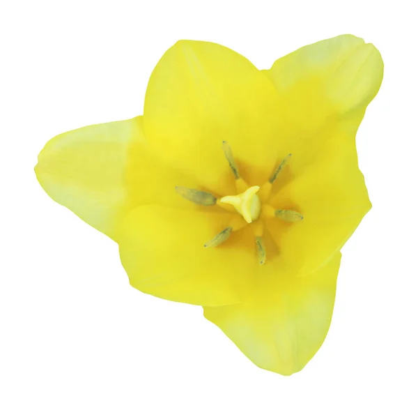 Красива Жовта Квітка Тюльпанів Ізольована Білому Тлі Натуральний Квітковий Фон — стокове фото