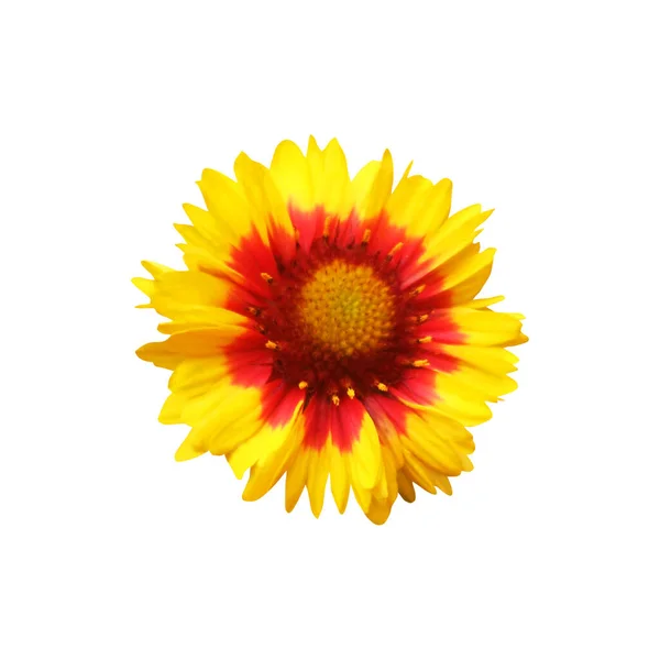 Bela Flor Gaillardia Isolado Fundo Branco Fundo Floral Natural Elemento — Fotografia de Stock