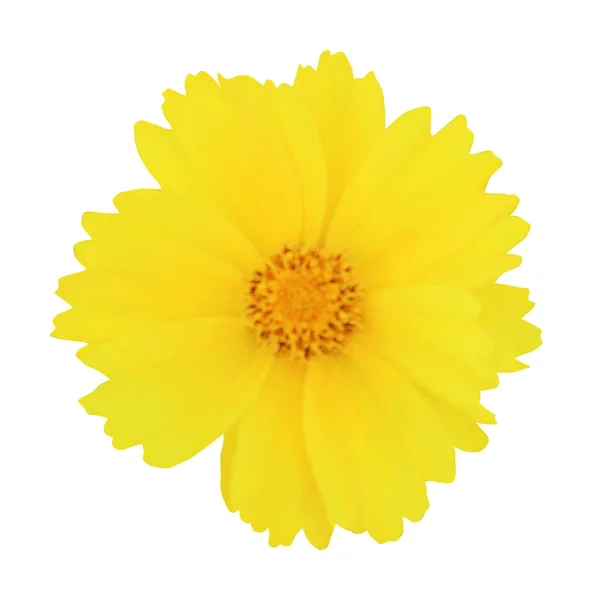 Όμορφη Coreopsis Tickseed Λουλούδι Απομονώνονται Λευκό Φόντο Φυσικό Φόντο Λουλουδιών — Φωτογραφία Αρχείου