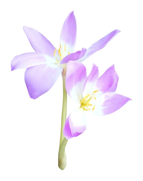 Όμορφα Παστέλ Βιολετί Λουλούδια Κρόκου Που Απομονώνονται Λευκό Φόντο Φυσικό — Φωτογραφία Αρχείου