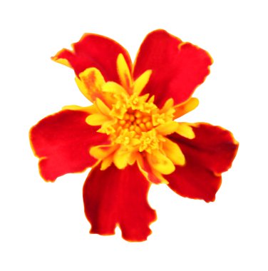 Beyaz arka planda izole edilmiş güzel kadife çiçeği. Doğal çiçek geçmişi var. Çiçek tasarım ögesi