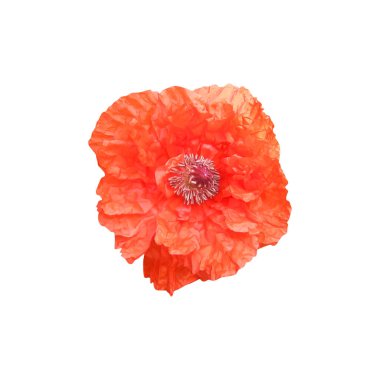 Beyaz arka planda izole edilmiş güzel kırmızı gelincik çiçeği. Doğal çiçek geçmişi var. Çiçek tasarım ögesi