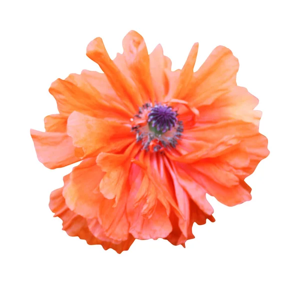 Belle Fleur Pavot Orange Isolée Sur Fond Blanc Fond Floral — Photo