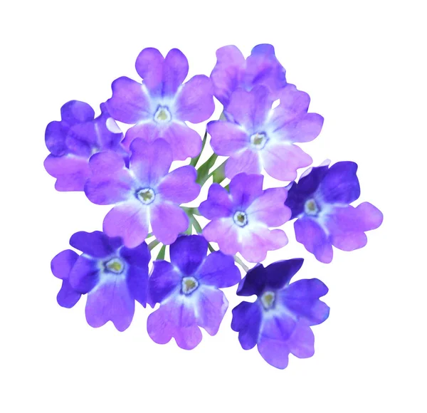 Linda Flor Azul Verbena Violeta Isolado Fundo Branco Fundo Floral — Fotografia de Stock