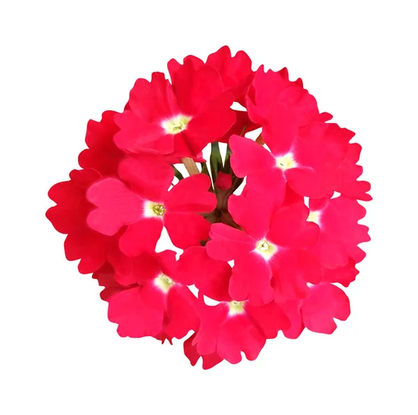 白い背景に孤立した美しい赤いベルベナの花 自然な花の背景 花のデザイン要素 — ストック写真