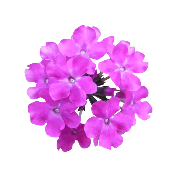 Vacker Violett Verbena Blomma Isolerad Vit Bakgrund Naturlig Blommig Bakgrund — Stockfoto