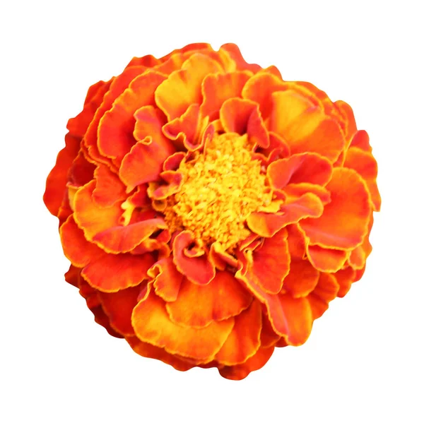 Vacker Ringblomma Isolerad Vit Bakgrund Naturlig Blommig Bakgrund Blommigt Designelement — Stockfoto