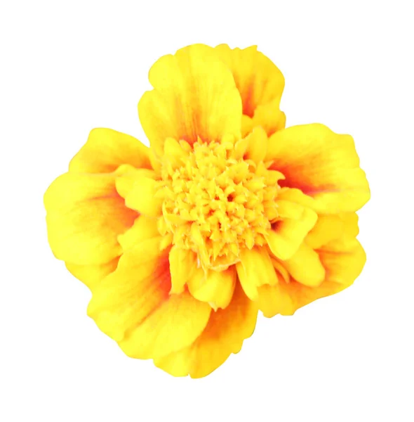 Όμορφο Λουλούδι Marigold Απομονώνονται Λευκό Φόντο Φυσικό Φόντο Λουλουδιών Στοιχείο — Φωτογραφία Αρχείου
