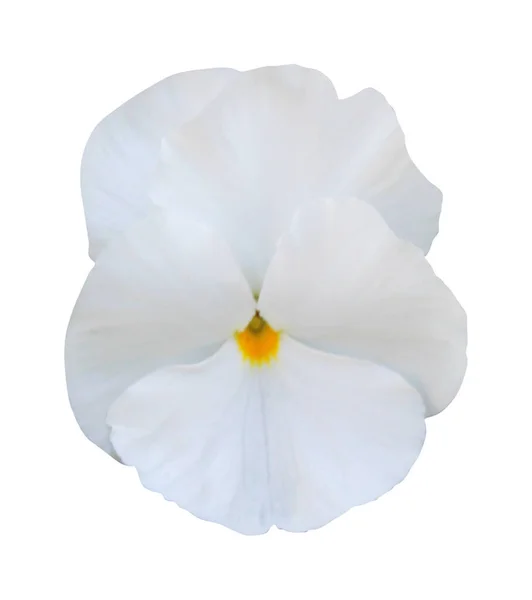 Bela Flor Branca Pansy Isolado Fundo Branco Fundo Floral Natural — Fotografia de Stock