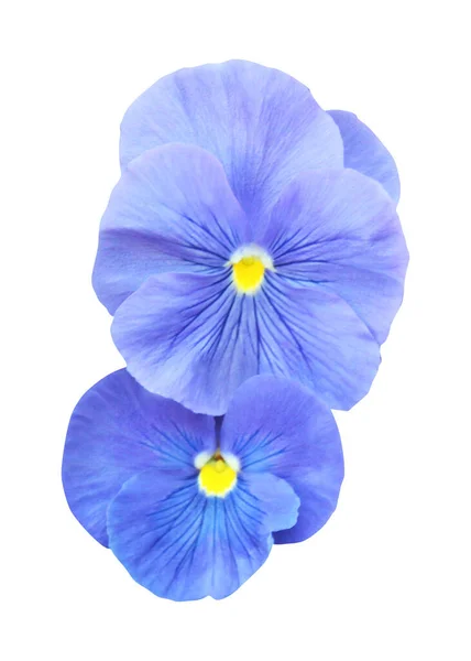 Prachtige Pastelblauwe Pansy Bloemen Geïsoleerd Witte Achtergrond Natuurlijke Bloemen Achtergrond — Stockfoto
