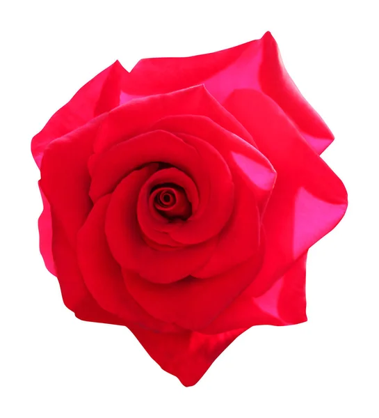 白い背景に孤立した美しい赤いバラの花 自然な花の背景 花のデザイン要素 — ストック写真