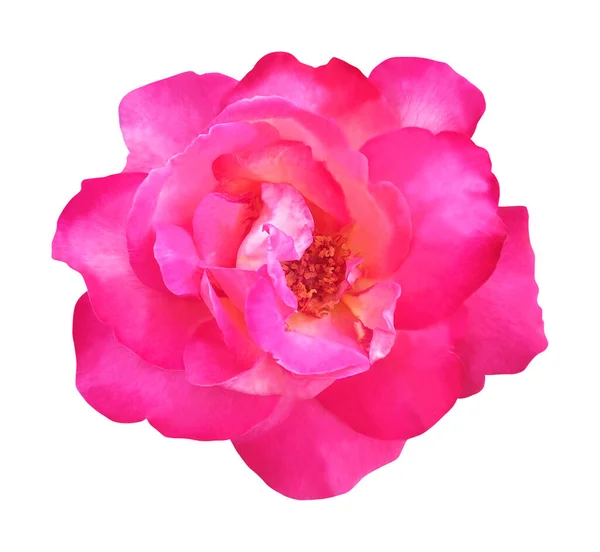 Vacker Rosa Ros Blomma Isolerad Vit Bakgrund Naturlig Blommig Bakgrund — Stockfoto