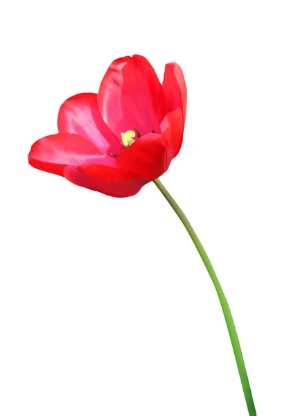 Bellissimo Fiore Tulipano Rosso Isolato Sfondo Bianco Fondo Floreale Naturale — Foto Stock