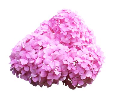 Güzel pembe ortanca çiçeği beyaz arka planda izole edilmiş. Doğal çiçek geçmişi var. Çiçek tasarım ögesi