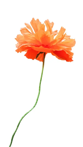 Mooie Oranje Papaver Bloem Geïsoleerd Witte Achtergrond Natuurlijke Bloemen Achtergrond — Stockfoto