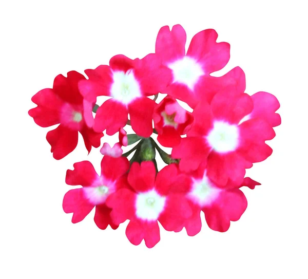 Beyaz Arka Planda Izole Edilmiş Güzel Pembe Verbena Çiçeği Doğal — Stok fotoğraf