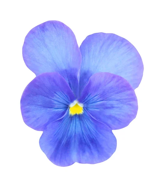 Prachtige Pastelblauwe Pansy Bloem Geïsoleerd Witte Achtergrond Natuurlijke Bloemen Achtergrond — Stockfoto