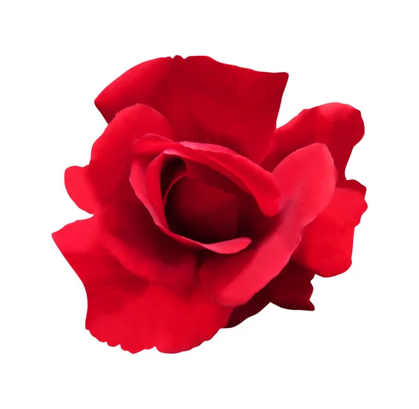 Schöne Rote Rose Blume Isoliert Auf Weißem Hintergrund Natürlicher Floraler — Stockfoto