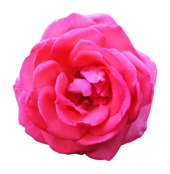 Mooie Roze Roos Bloem Geïsoleerd Witte Achtergrond Natuurlijke Bloemen Achtergrond — Stockfoto