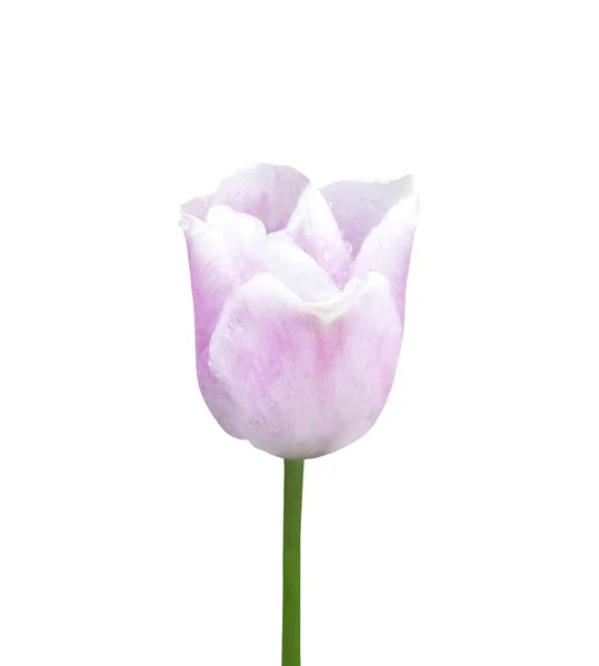 Bela Flor Tulipa Violeta Pastel Com Gotas Água Isoladas Fundo — Fotografia de Stock