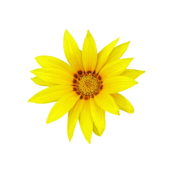 Piękny Żółty Kwiat Gazania Izolowane Białym Tle Naturalne Tło Kwiatowe — Zdjęcie stockowe