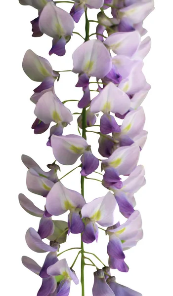 白を基調にした美しいパステルブルーの紫色の藤 自然な花の背景 花のデザイン要素 — ストック写真