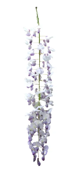 Bela Flor Pastel Azul Violeta Wisteria Isolado Fundo Branco Fundo — Fotografia de Stock