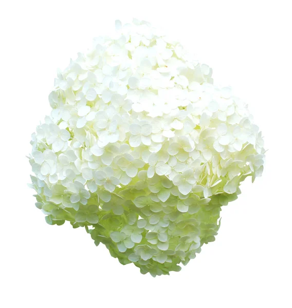 Beautiful White Hydrangea Flower Isolated White Background Natural Floral Background — Stock Photo, Image