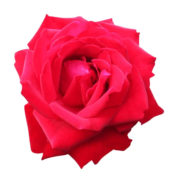 Schöne Rote Rose Blume Isoliert Auf Weißem Hintergrund Natürlicher Floraler — Stockfoto