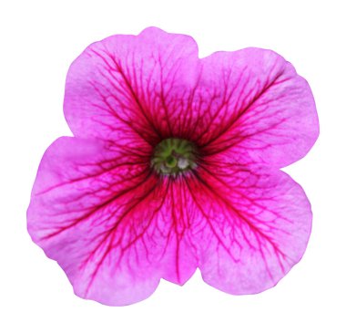 Beyaz arka planda izole edilmiş güzel pembe petunya çiçeği. Doğal çiçek geçmişi var. Çiçek tasarım ögesi