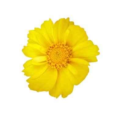 Beyaz arka planda izole edilmiş güzel koreopsis çiçeği. Doğal çiçek geçmişi var. Çiçek tasarım ögesi