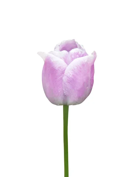 Όμορφο Παστέλ Βιολετί Τουλίπα Λουλούδι Σταγόνες Νερού Που Απομονώνονται Λευκό — Φωτογραφία Αρχείου