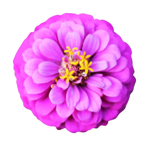 Mooie Roze Violette Zinnia Bloem Geïsoleerd Witte Achtergrond Natuurlijke Bloemen — Stockfoto