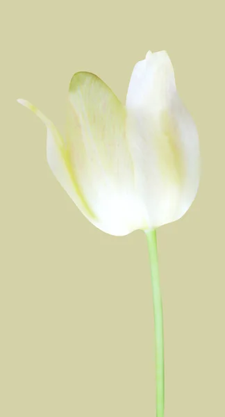 Beyaz Arka Planda Izole Edilmiş Güzel Lale Çiçeği Doğal Çiçek — Stok fotoğraf
