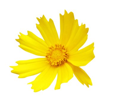 Beyaz arka planda izole edilmiş güzel koreopsis çiçeği. Doğal çiçek geçmişi var. Çiçek tasarım ögesi