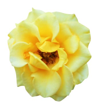 Beyaz arka planda izole edilmiş güzel bir gül çiçeği. Doğal çiçek geçmişi var. Çiçek tasarım ögesi