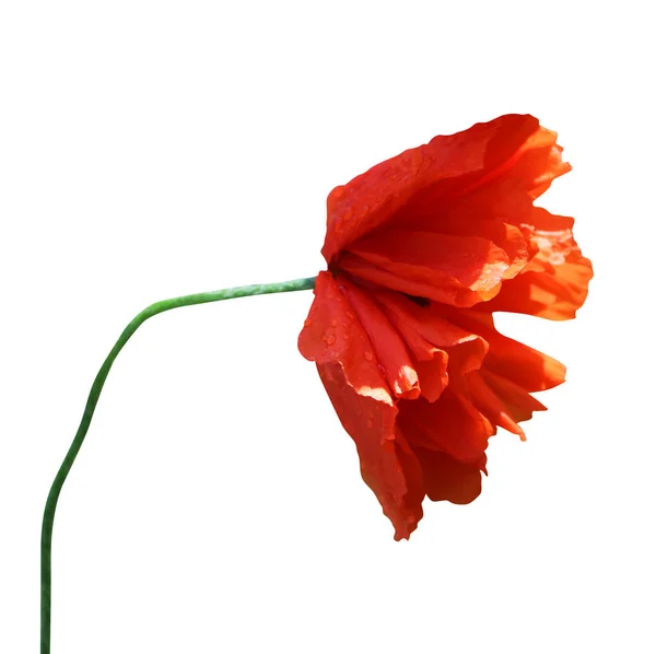 Bela Flor Papoula Vermelha Laranja Isolada Fundo Branco Fundo Floral — Fotografia de Stock