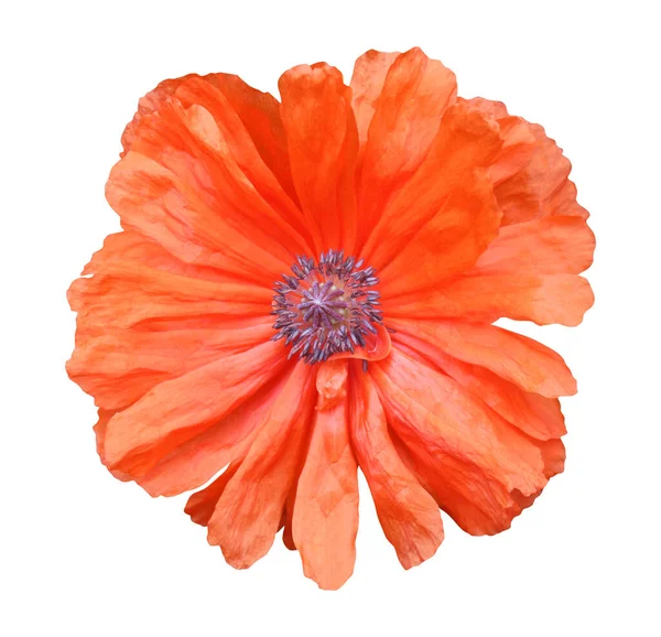 Beyaz Arka Planda Izole Edilmiş Güzel Kırmızı Turuncu Gelincik Çiçeği — Stok fotoğraf