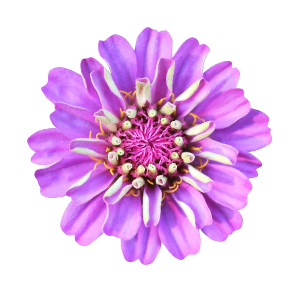 Mooie Violette Zinnia Bloem Geïsoleerd Witte Achtergrond Natuurlijke Bloemen Achtergrond — Stockfoto