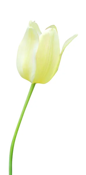 Gyönyörű Pasztell Sárga Tulipán Virág Elszigetelt Fehér Háttér Természetes Virágos — Stock Fotó