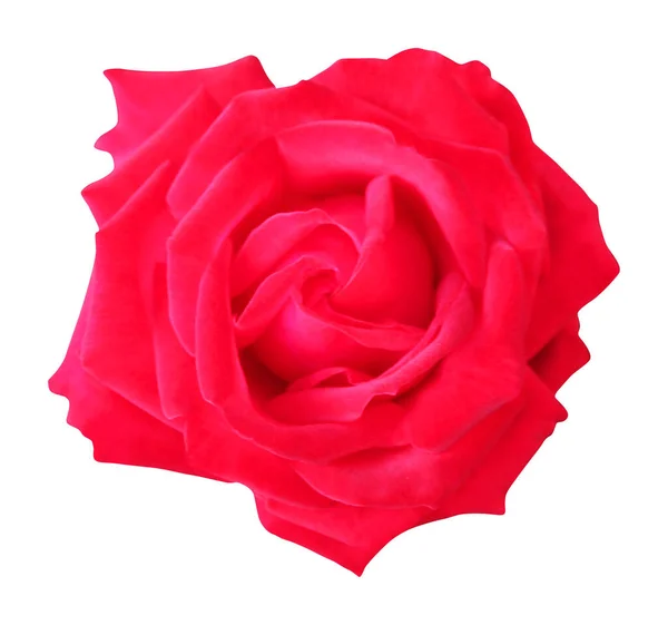 Gyönyörű Vörös Rózsa Virág Elszigetelt Fehér Háttérrel Természetes Virágos Háttér — Stock Fotó