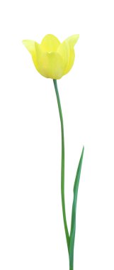 Beyaz arka planda izole edilmiş güzel lale çiçeği. Doğal çiçek geçmişi var. Çiçek tasarım ögesi