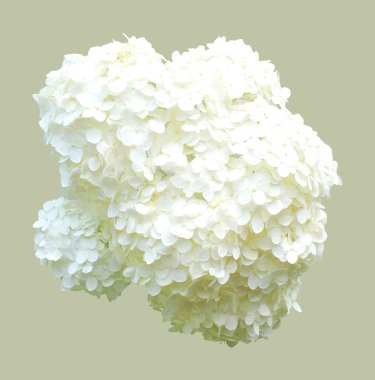 Beyaz arka planda izole edilmiş güzel beyaz ortanca çiçeği. Doğal çiçek geçmişi var. Çiçek tasarım ögesi