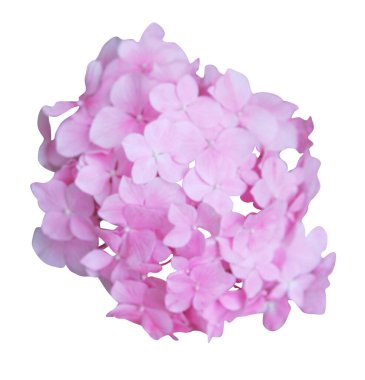 Güzel pembe ortanca çiçeği beyaz arka planda izole edilmiş. Doğal çiçek geçmişi var. Çiçek tasarım ögesi