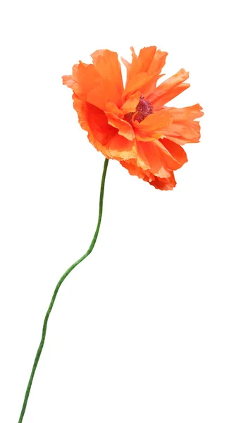 Krásné Červené Oranžové Mák Květiny Izolované Bílém Pozadí Přírodní Květinové — Stock fotografie