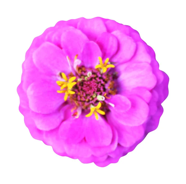 Mooie Roze Violette Zinnia Bloem Geïsoleerd Witte Achtergrond Natuurlijke Bloemen — Stockfoto