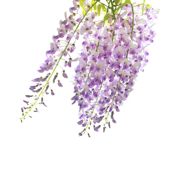 Bela Flor Pastel Violeta Wisteria Isolado Fundo Branco Fundo Floral — Fotografia de Stock